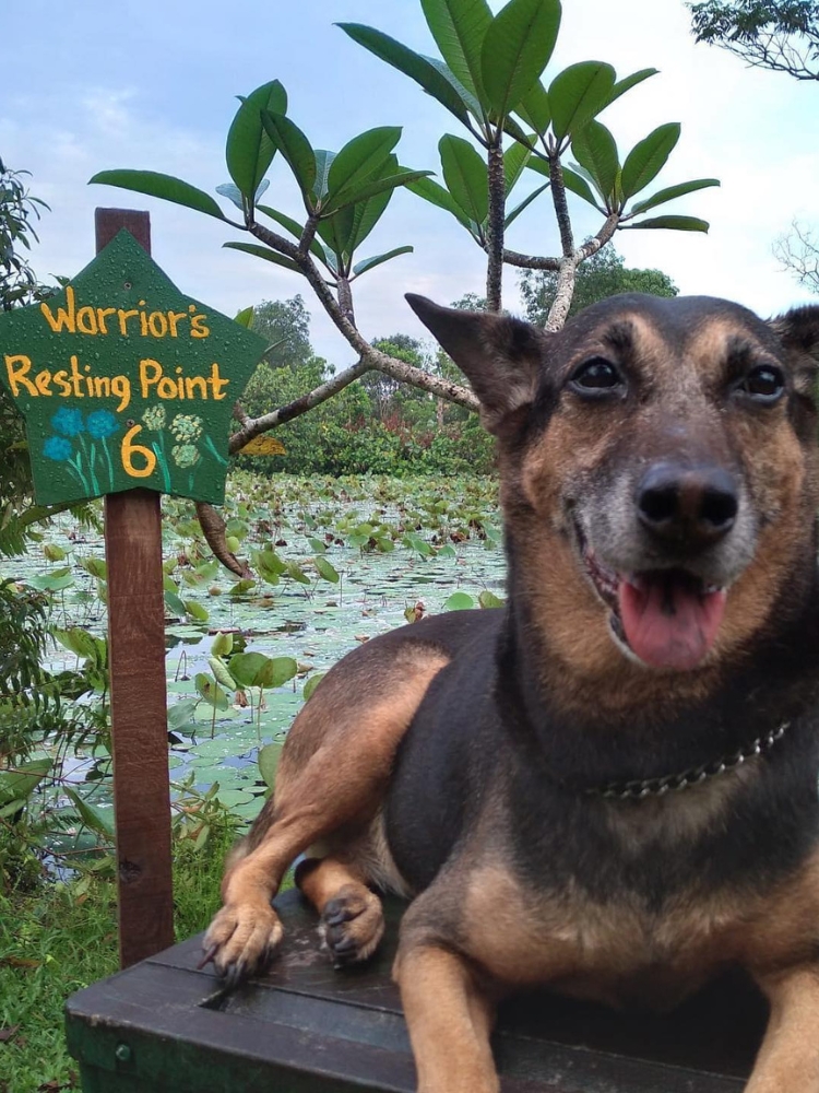 Ivy Singh-Lim: The Gentle Warrior Who Blazed A Trail For Singapore Farming - Ivy Singh-Lim’s dogs, Rascal