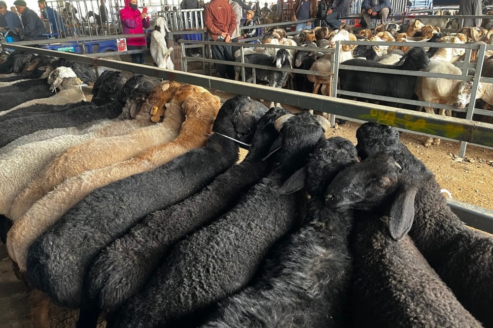 Journey Through Xinjiang: Exploring The Silk Road’s Revival, Ancient Cities, and China’s Stunning Landscapes - Kashgar livestock market