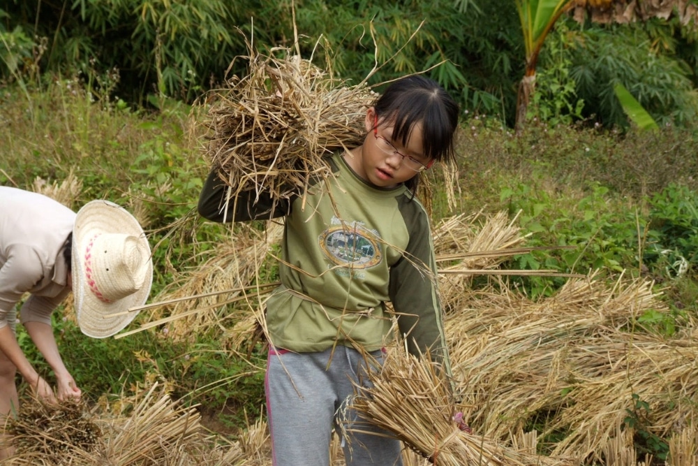 Meet Alvin Yong, The Singaporean Social Entrepreneur Changing Lives Overseas - Alvin’s daughter Robyn helping with harvesting at Tigerland Rice Farm