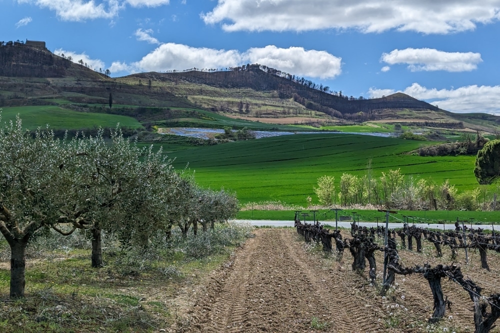 Camino de Santiago At 55: Lessons, Tips, And Life-Changing Insights From A 925km Walk - Hills and vineyards near Puente Le Reina