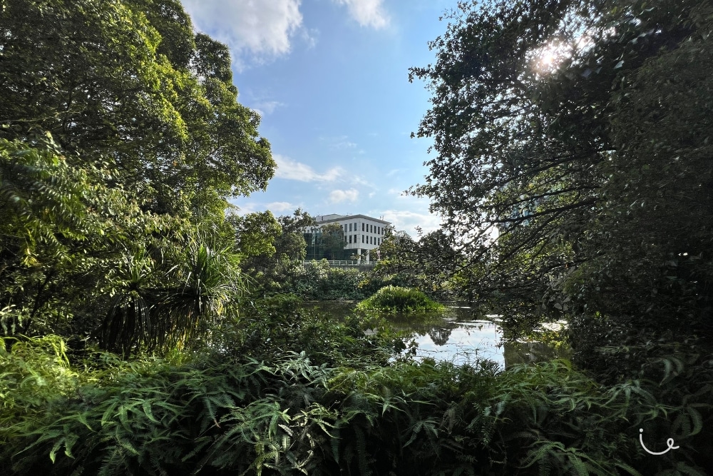 Guide To Kent Ridge Park: Hilltop Views, Bird Spotting, And Wartime Tales - Forestry view