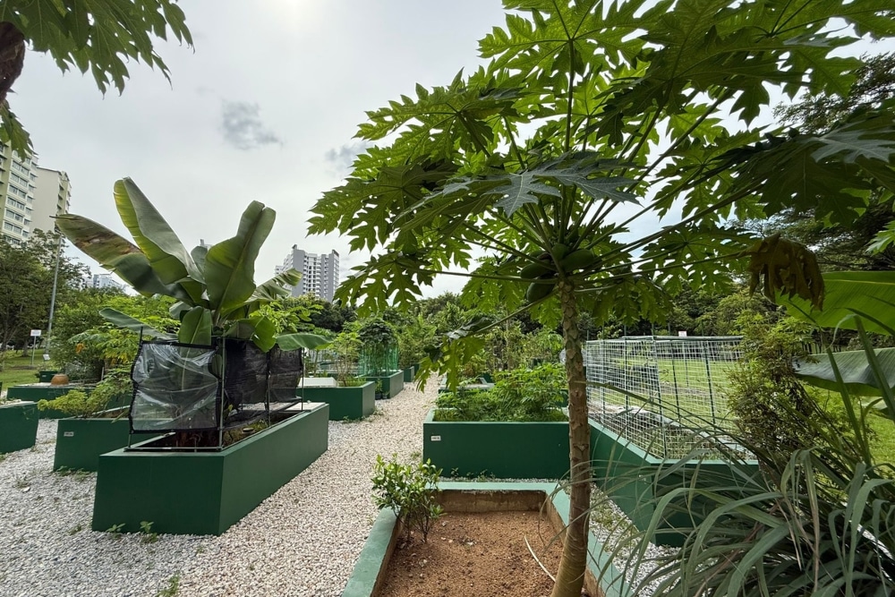 Solo Seniors In Singapore: How It Can Be Liberating, Fulfilling, And FunThe Liberation of being a Solo Senior - Papaya and banana trees