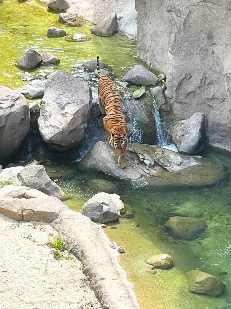 Rainforest Wild Asia: Senior-friendly Walks, Adventurous Treks, And Animal Spotting - Malayan tigers r