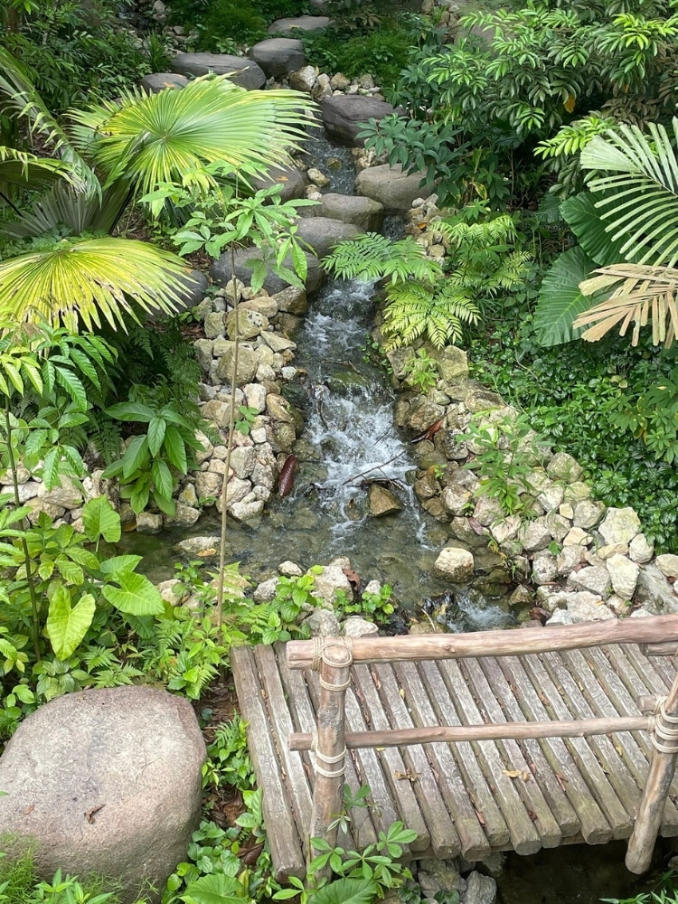 Rainforest Wild Asia: Senior-friendly Walks, Adventurous Treks, And Animal Spotting - Timber walkway across stream